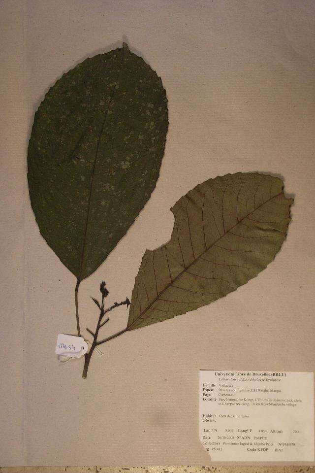 Sivun Rinorea oblongifolia (C. H. Wright) Marquand kuva
