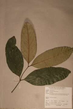 Pleiocarpa rostrata Benth.的圖片