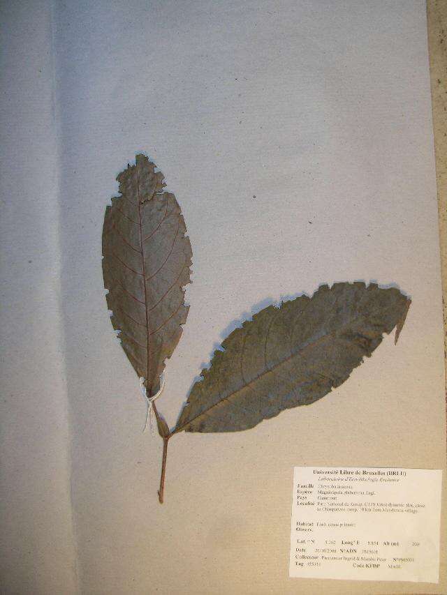 Image of Magnistipula glaberrima Engl.