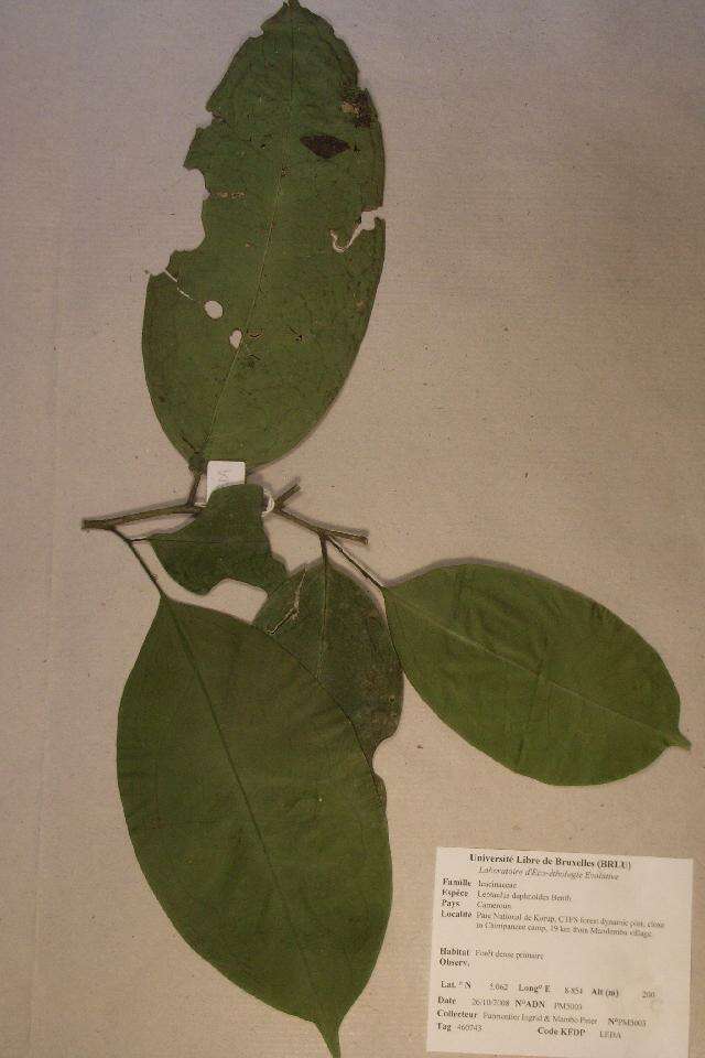 Image of Cardiopteridaceae