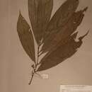 Image of Campylospermum flavum (Schumach.) Farron