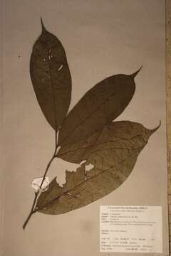 Image of Isolona campanulata Engl. & Diels