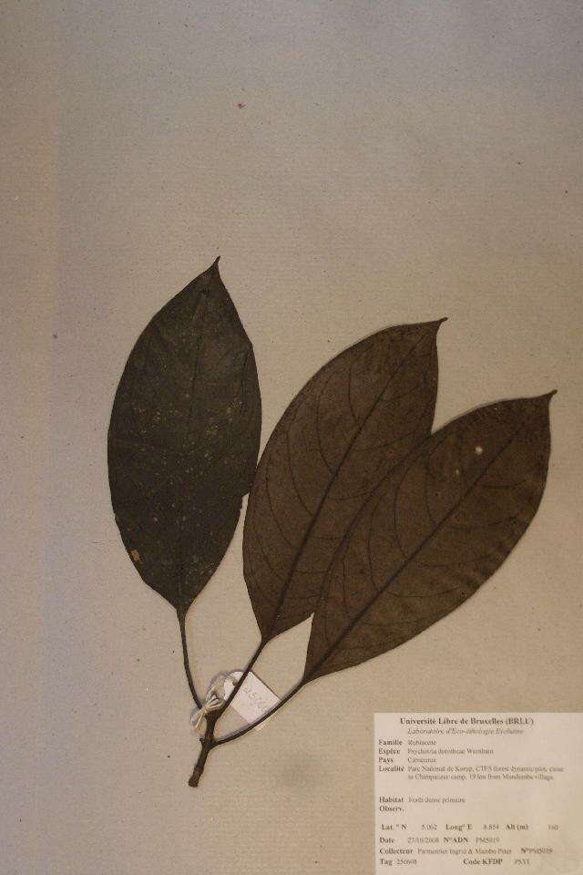 Image of Psychotria dorotheae Wernham