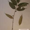Sivun Endodesmia calophylloides Benth. kuva