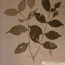 Image of Warneckea membranifolia (Hook. fil.) H. Jacques-Felix