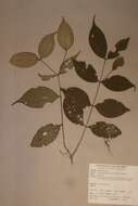 صورة Warneckea membranifolia (Hook. fil.) H. Jacques-Felix