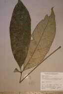 Cola lepidota K. Schum.的圖片