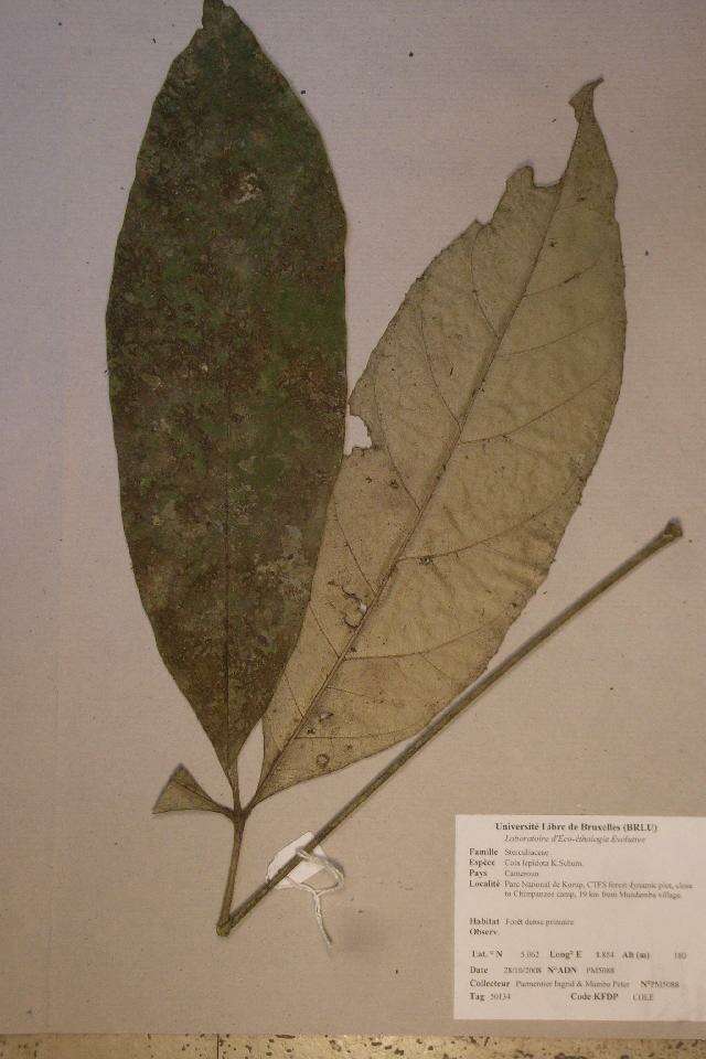 Image of Cola lepidota K. Schum.