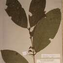 Plancia ëd Calycosiphonia spathicalyx (K. Schum.) Robbr.