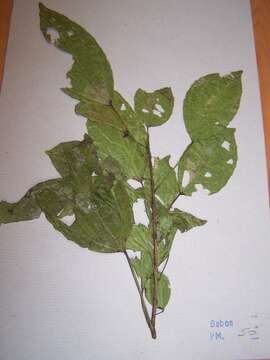 Image of Discoglypremna