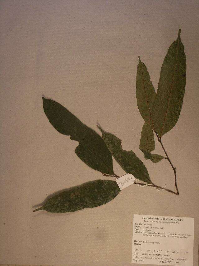 Image of Treculia africana var. mollis (Engl.) Léonard