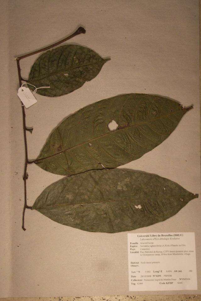 Image de Sorindeia juglandifolia (A. Rich.) Planch. ex Oliv.
