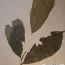 Sivun Tapura africana Oliv. kuva