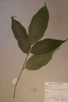 Image of Turraeanthus mannii Baill.