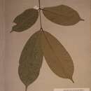Image of Anthonotha macrophylla P. Beauv.