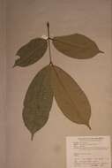 Sivun Anthonotha macrophylla P. Beauv. kuva