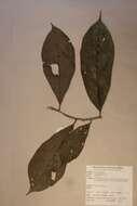 Tapura africana Oliv. resmi