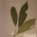 Image of Rinorea leiophylla M. Brandt