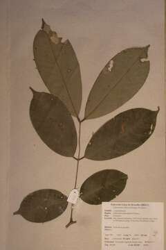 Слика од Anthonotha macrophylla P. Beauv.