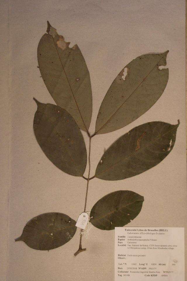 Sivun Anthonotha macrophylla P. Beauv. kuva