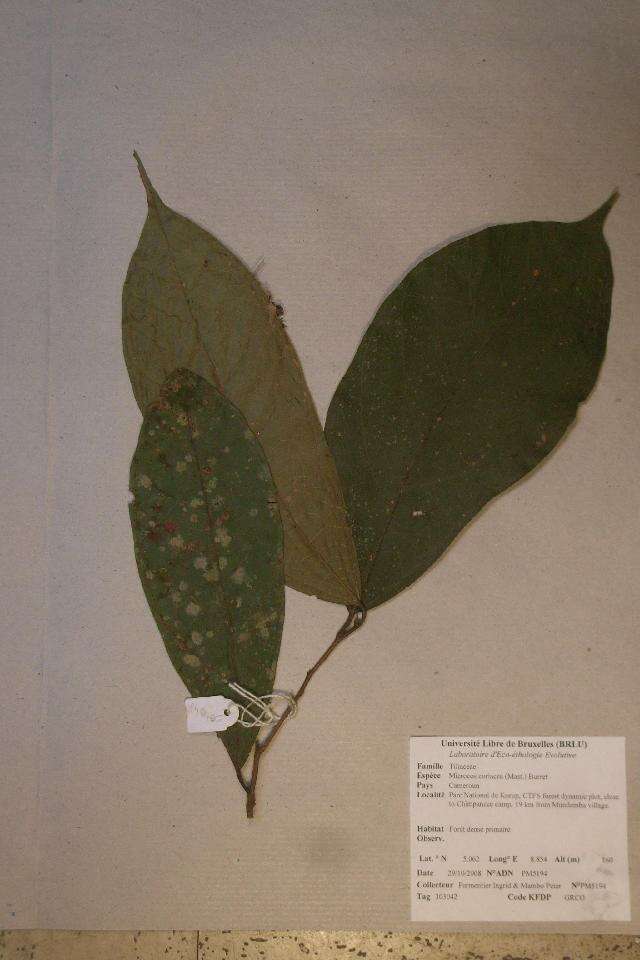 Imagem de Microcos coriacea (Mast.) Burret