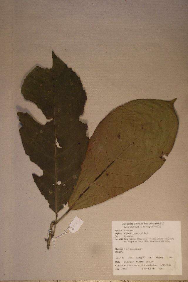 Image of Rinorea kamerunensis Engl.