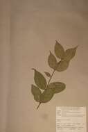 صورة Warneckea membranifolia (Hook. fil.) H. Jacques-Felix