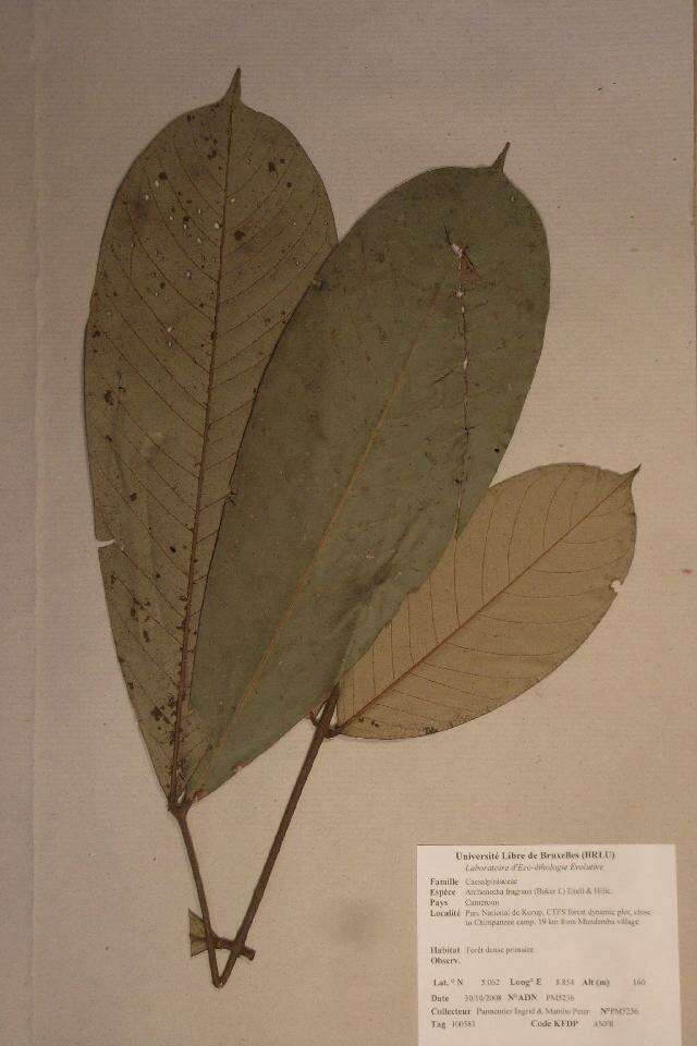 Image of Anthonotha fragrans (Baker fil.) Exell & Hillc.