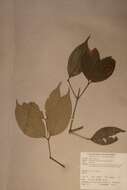 Image of Warneckea jasminoides (Gilg) H. Jacques-Felix