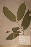 Image of Hunteria umbellata (K. Schum.) Hall. fil.