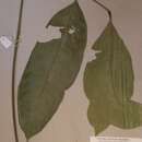 Image of Leplaea thompsonii (Sprague & Hutch.) E. J. M. Koenen & J. J. de Wilde