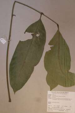 Plancia ëd Leplaea thompsonii (Sprague & Hutch.) E. J. M. Koenen & J. J. de Wilde