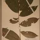 Image of Dactyladenia staudtii (Engl.) G. T. Prance & F. White