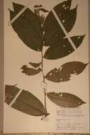 Image of Dactyladenia staudtii (Engl.) G. T. Prance & F. White