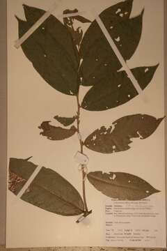 Image of Dactyladenia staudtii (Engl.) G. T. Prance & F. White