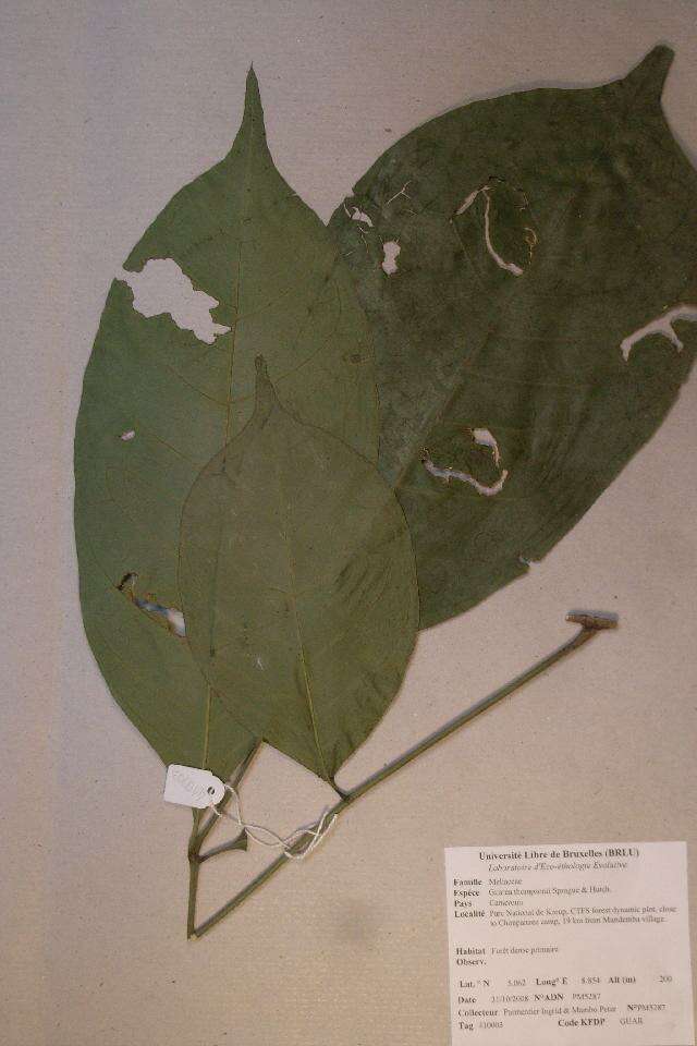 Image of Leplaea thompsonii (Sprague & Hutch.) E. J. M. Koenen & J. J. de Wilde