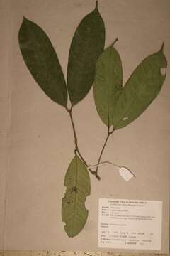 Image of Salacia loloensis Loes.