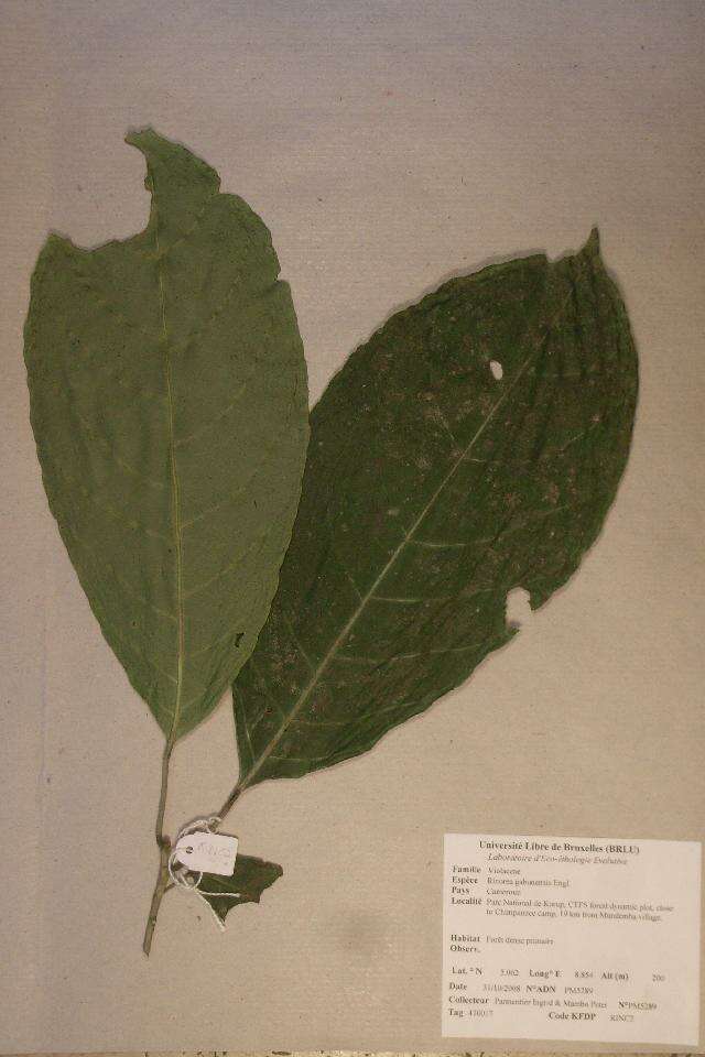 Image of Rinorea gabunensis Engl.