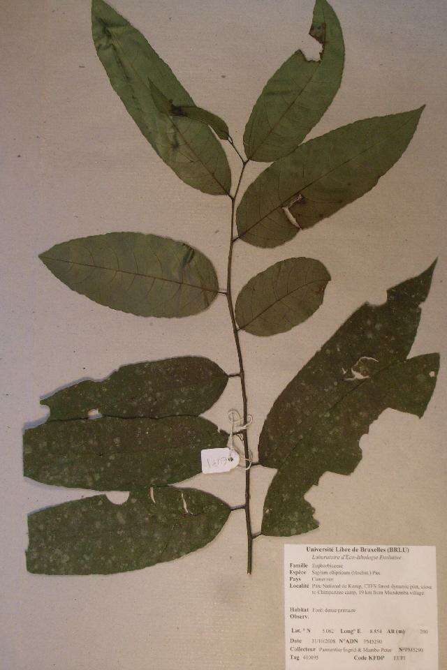 Shirakiopsis的圖片