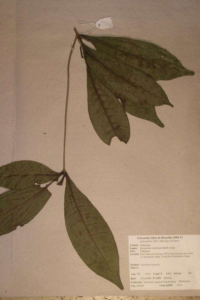 Sivun Synsepalum stipulatum (Radlk.) Engl. kuva