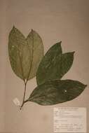 صورة Pleiocarpa rostrata Benth.