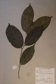 Diospyros iturensis (Gürke) Letouzey & F. White的圖片