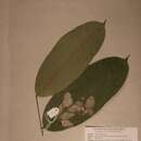 Image of Dactyladenia pallescens (Baill.) G. T. Prance & F. White