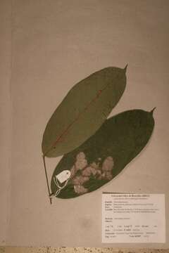 Imagem de Dactyladenia pallescens (Baill.) G. T. Prance & F. White