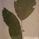 Image of Berlinia hollandii Hutch. & Dalziel