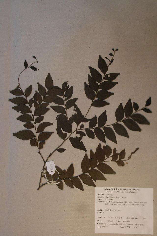 Image de Diospyros hoyleana F. White