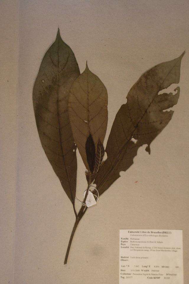 Image of Bertiera racemosa (G. Don) K. Schum.