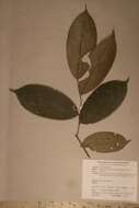 Image of Dactyladenia staudtii (Engl.) G. T. Prance & F. White
