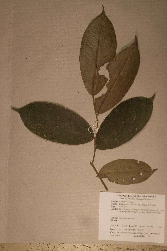 Image of Dactyladenia staudtii (Engl.) G. T. Prance & F. White