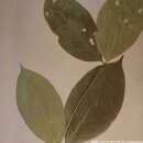 Image of Oxyanthus laxiflorus K. Schum. ex Hutch. & Dalziel